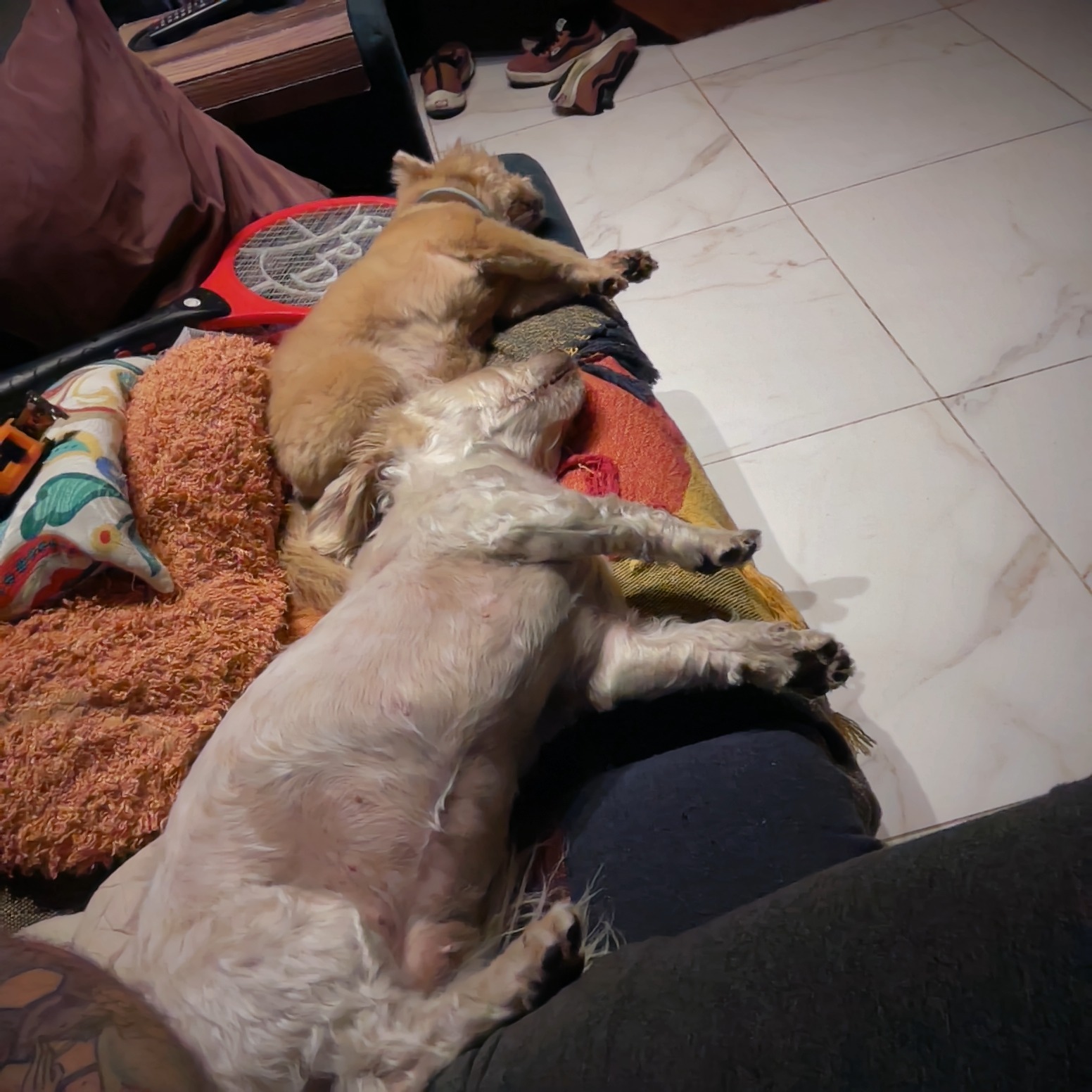 Açougue Boi Gordo