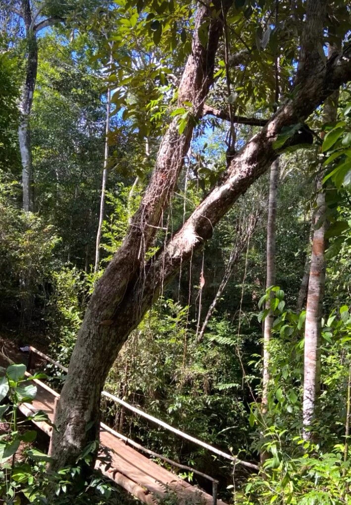 Aldeia Pequi