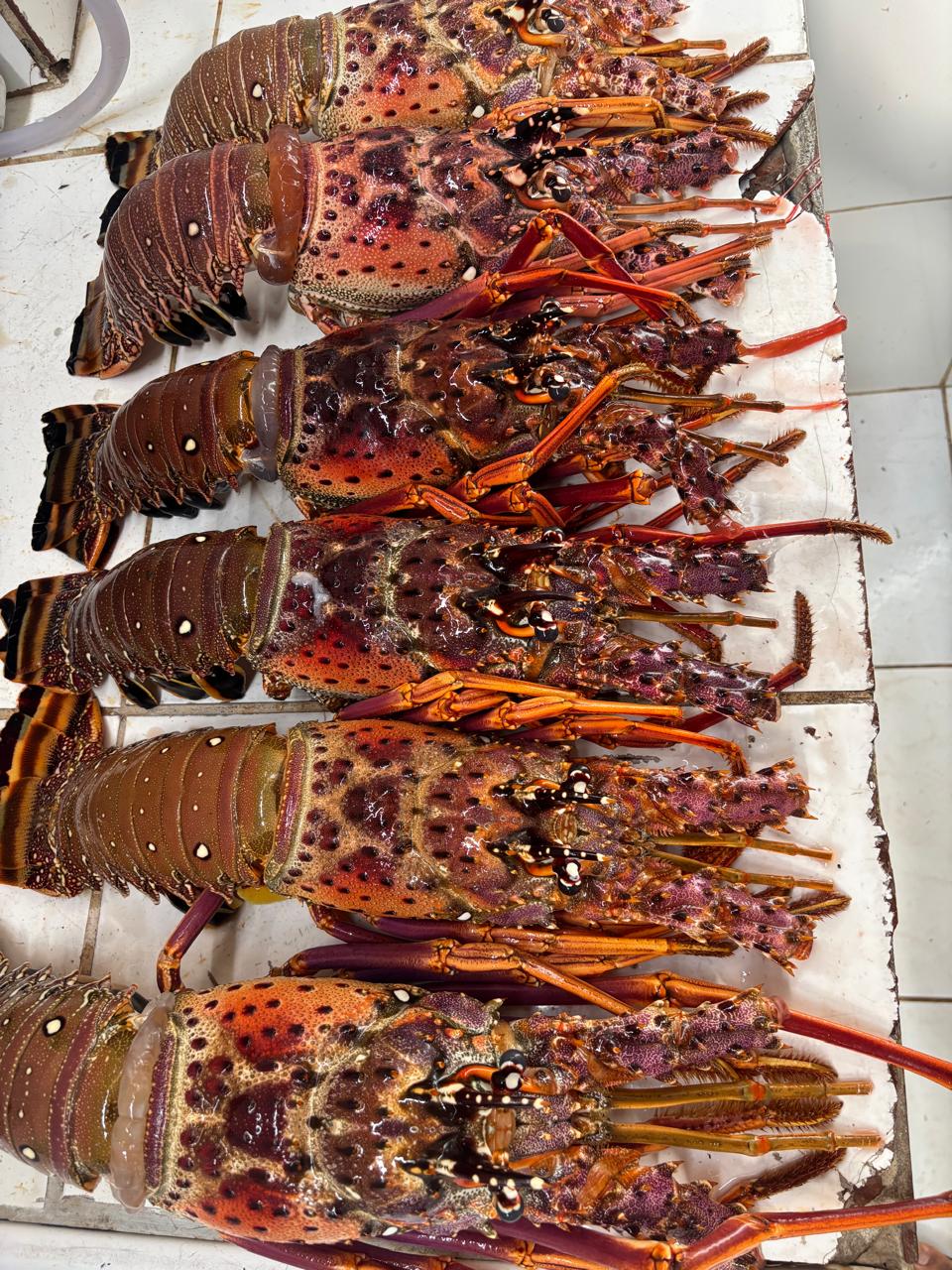 Maloca Pescados